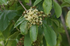 Pittosporum neelgherrense